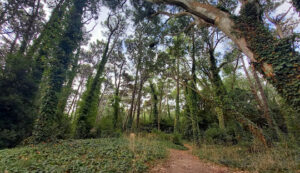 Bosque Pinar del Norte